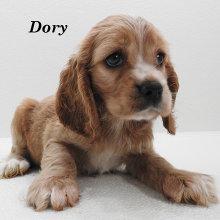 puppy, for, sale, Cockilier, Joe & Cherri  Overlease, dog, breeder, Miller, MO, dog-breeder, puppy-for-sale, forsale, nearby, find, puppyfind, locator, puppylocator, aca
